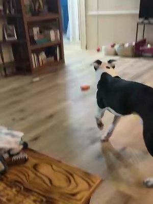 TikTok post by @annarose.222 for Kradle. Caption reads: @Kradle My Pet thank you! if anyone has any [...].