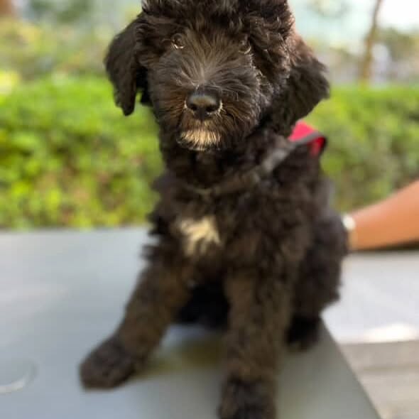 Instagram post by @rescuecity for DevaCurl. Caption reads: It’s not every day we get to rescue an entire....