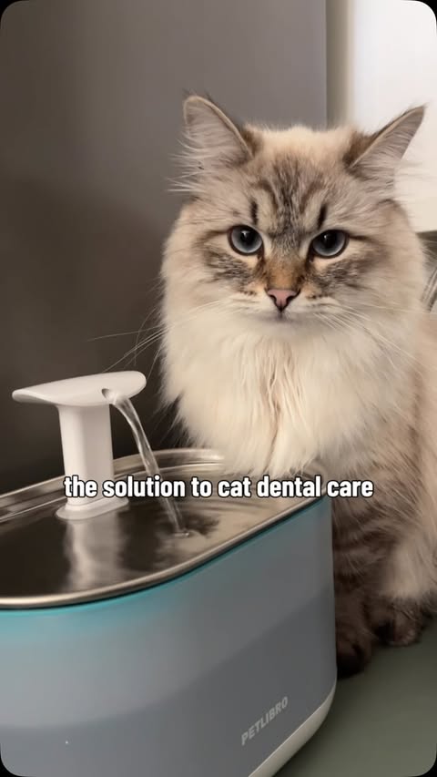 Instagram post by @the.law.cats for Oxyfresh. Caption reads: [...] on top of their dental health, and @oxyfresh....