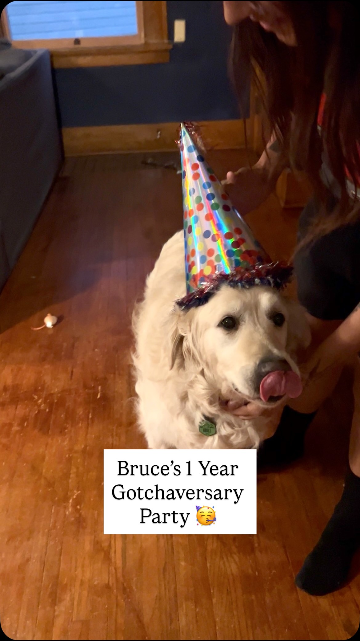 Instagram post by @seniorboybruce for Native Pet. Caption reads: I think it’s safe to say that Bruce liked his....