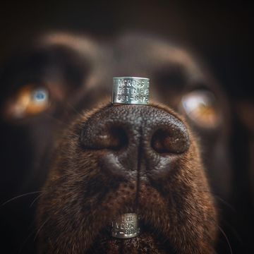 Instagram post by @acrossthepondretrievers for Gunner. Caption reads: New ID tag duck bands came in yesterday. Goose....