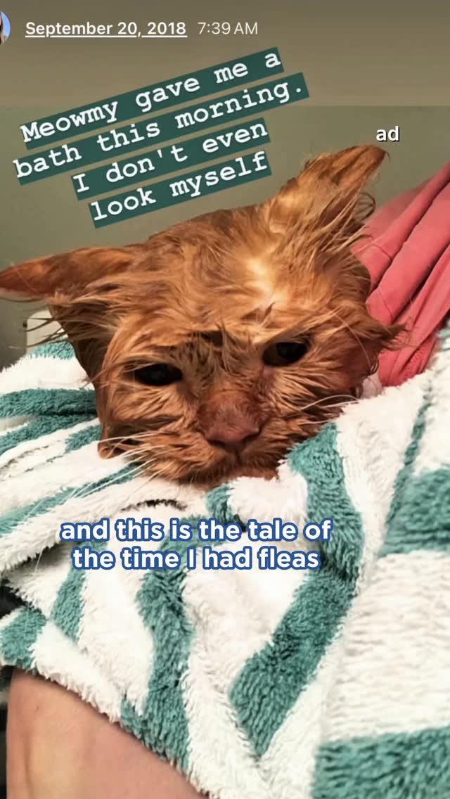 Instagram post by @cappybears for Zoetis Petcare. Caption reads: #ad #ZoetisPartner A common misconception with....