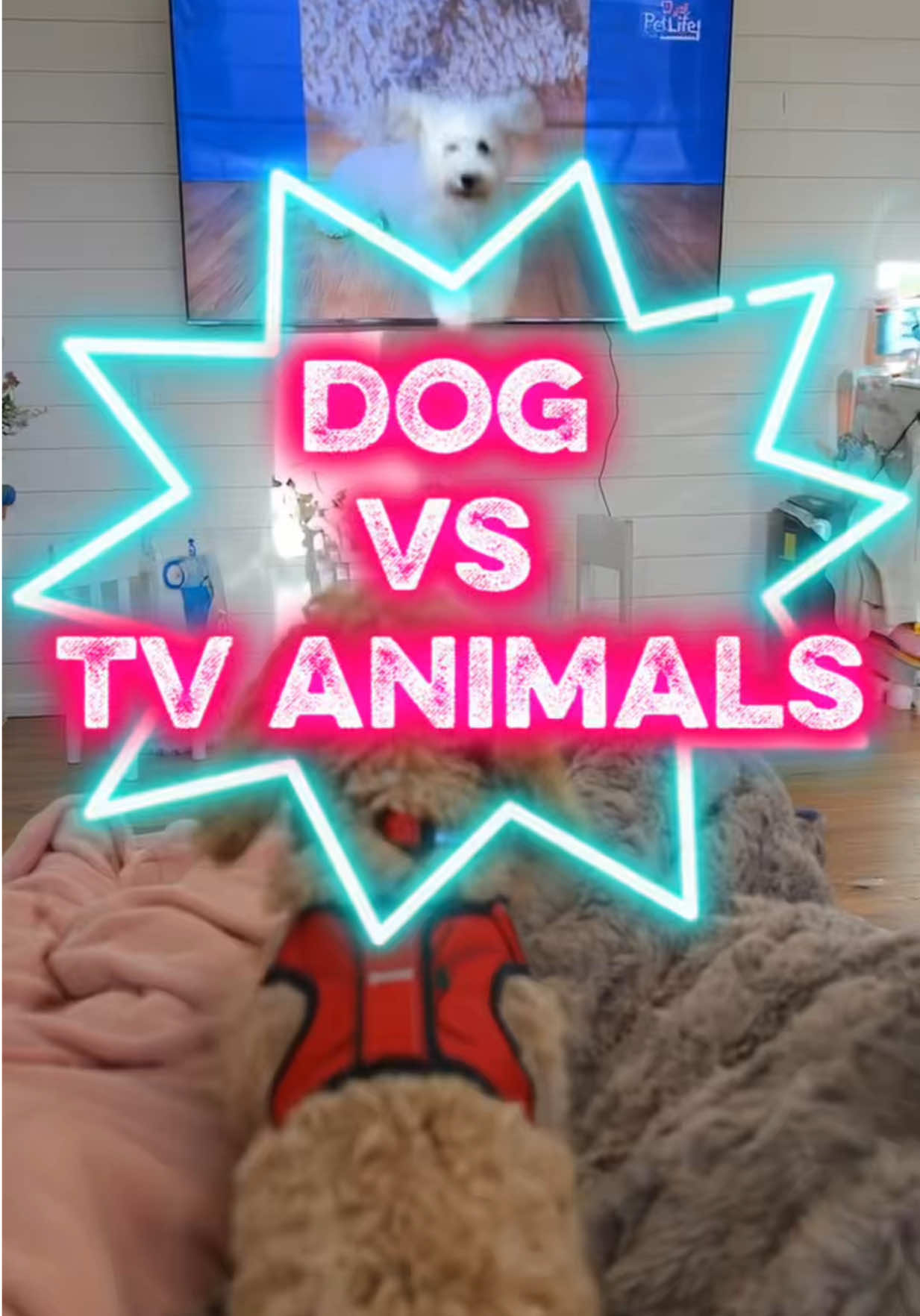 TikTok post by @momdoll4girls for Jugbow. Caption reads: [...] #dogbehavior #dogtraining #dog @Jugbow US.