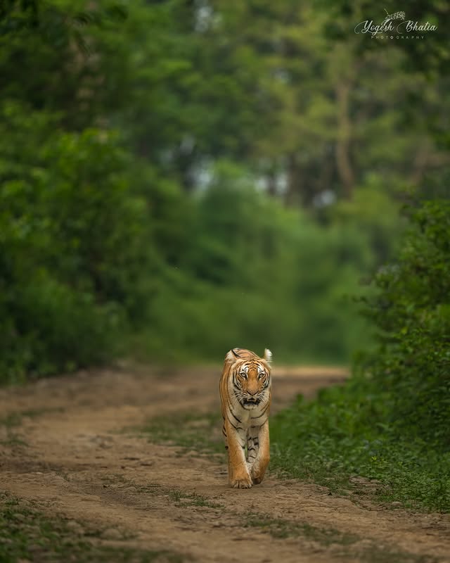 Instagram post by @yogesh_bhatia_wildlife for Discovery. Caption reads: Depth of Field (DOF) plays a crucial role in....