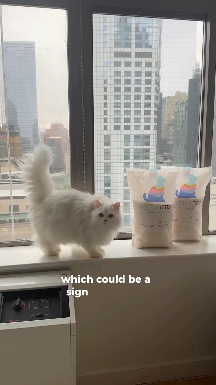 Instagram post by @cleothecitykitty for Prettylitter. Caption reads: I am all in when it comes to products that are....