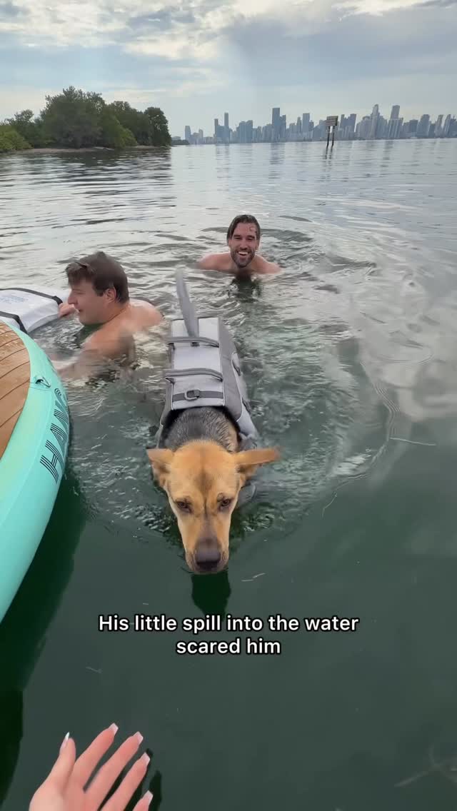 Instagram post by @cactustherescue for Chewy. Caption reads: Huge thank you to @chewy for making Cactus’s....