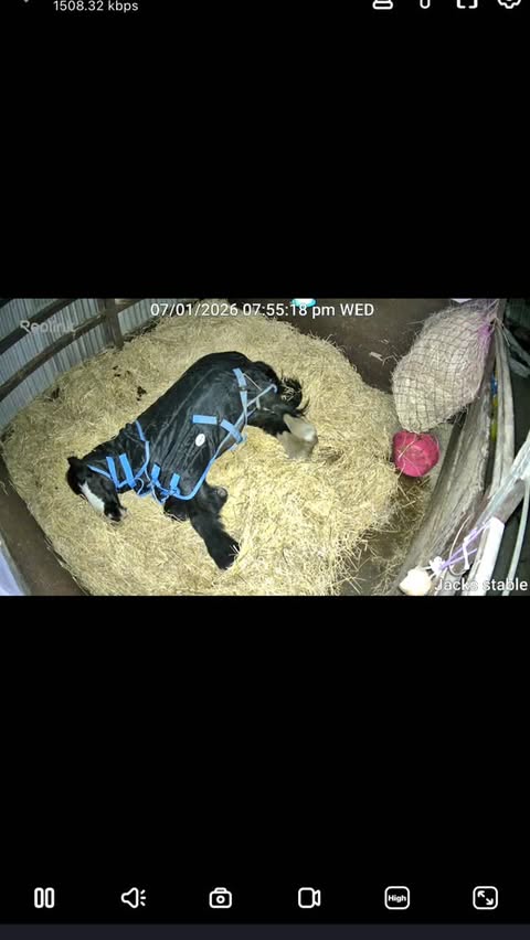 Instagram post by @tabbytrots for Reolink. Caption reads: 💤REO LINK SLEEPY JACK💤
@reolinkcams we’re kind....