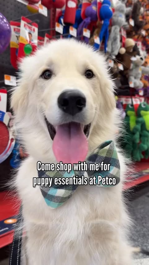 Instagram post by @halfhuskybros for Petco. Caption reads: [...] shop with us for everything puppy at @Petco.....