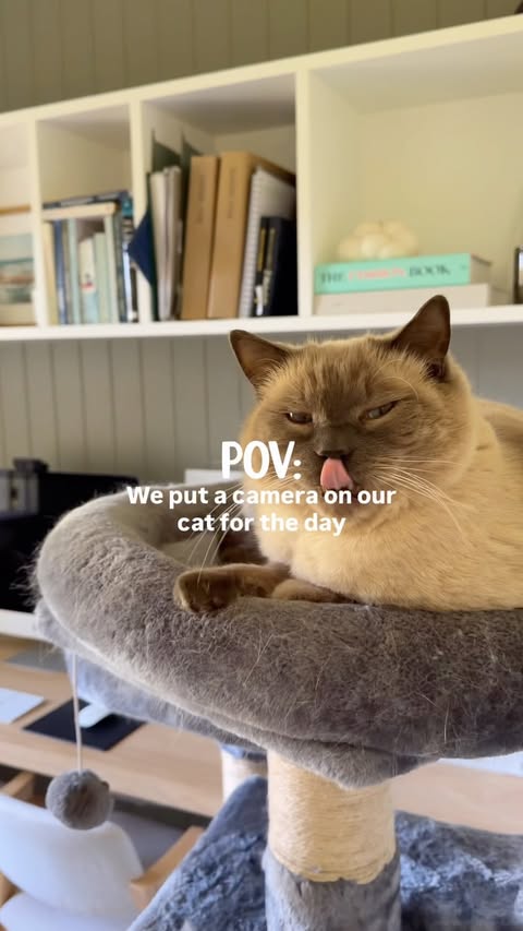 Instagram post by @jimmynicholson for Hill's Pet Nutrition. Caption reads: Imagine contributing this little to a household....