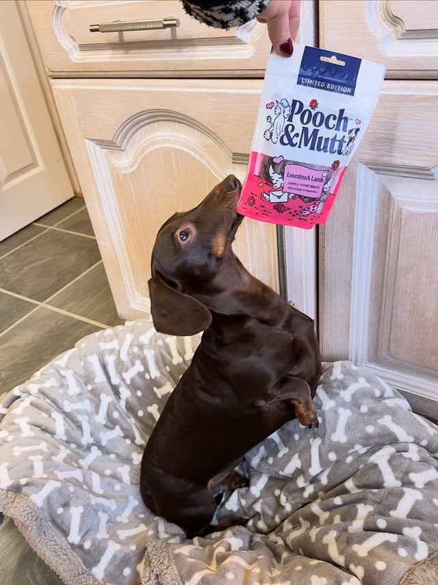 Instagram post by @frankie_dachshund03 for Pooch and Mutt. Caption reads: [...] EDITION Lovestruck Lamb are NOW LIVE....