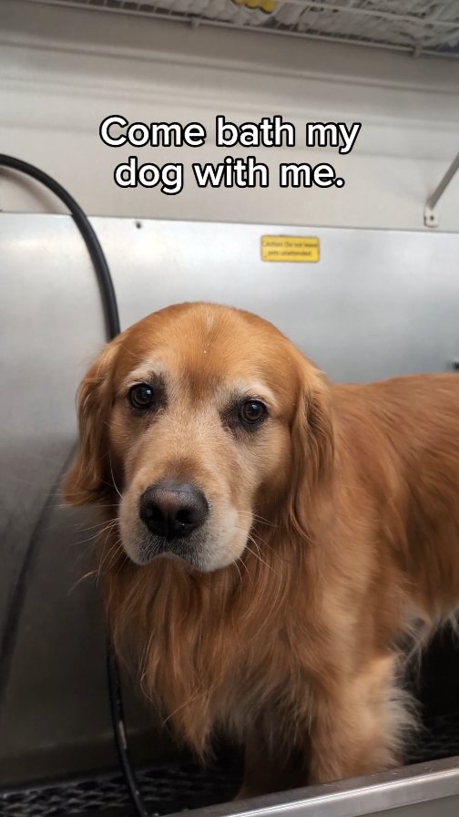 Instagram post by @ittakesthreetobe for Natural Dog Company. Caption reads: We take bath time seriously around these parts!....