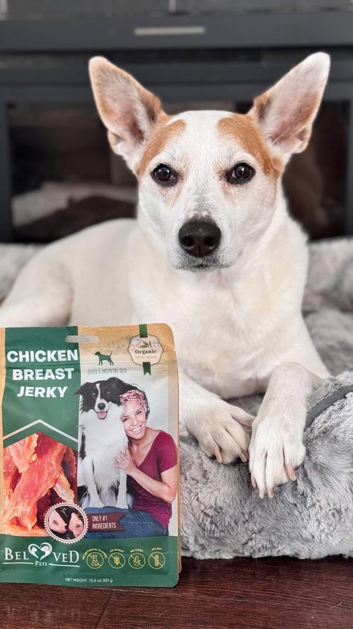 Instagram post by @shadow_and_weezer for Beloved Pets. Caption reads: A true foodie for life! 😅
.
.
When....