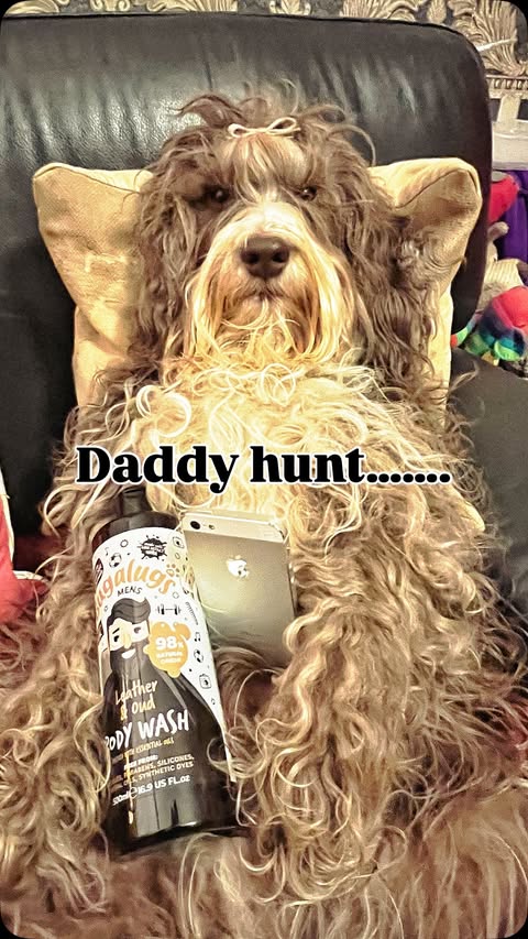 Instagram post by @betsi_bear_the_cockapoo for Bugalugs Pet Care. Caption reads: .
Happy #internationalmensday 🩵

I’m rather busy....