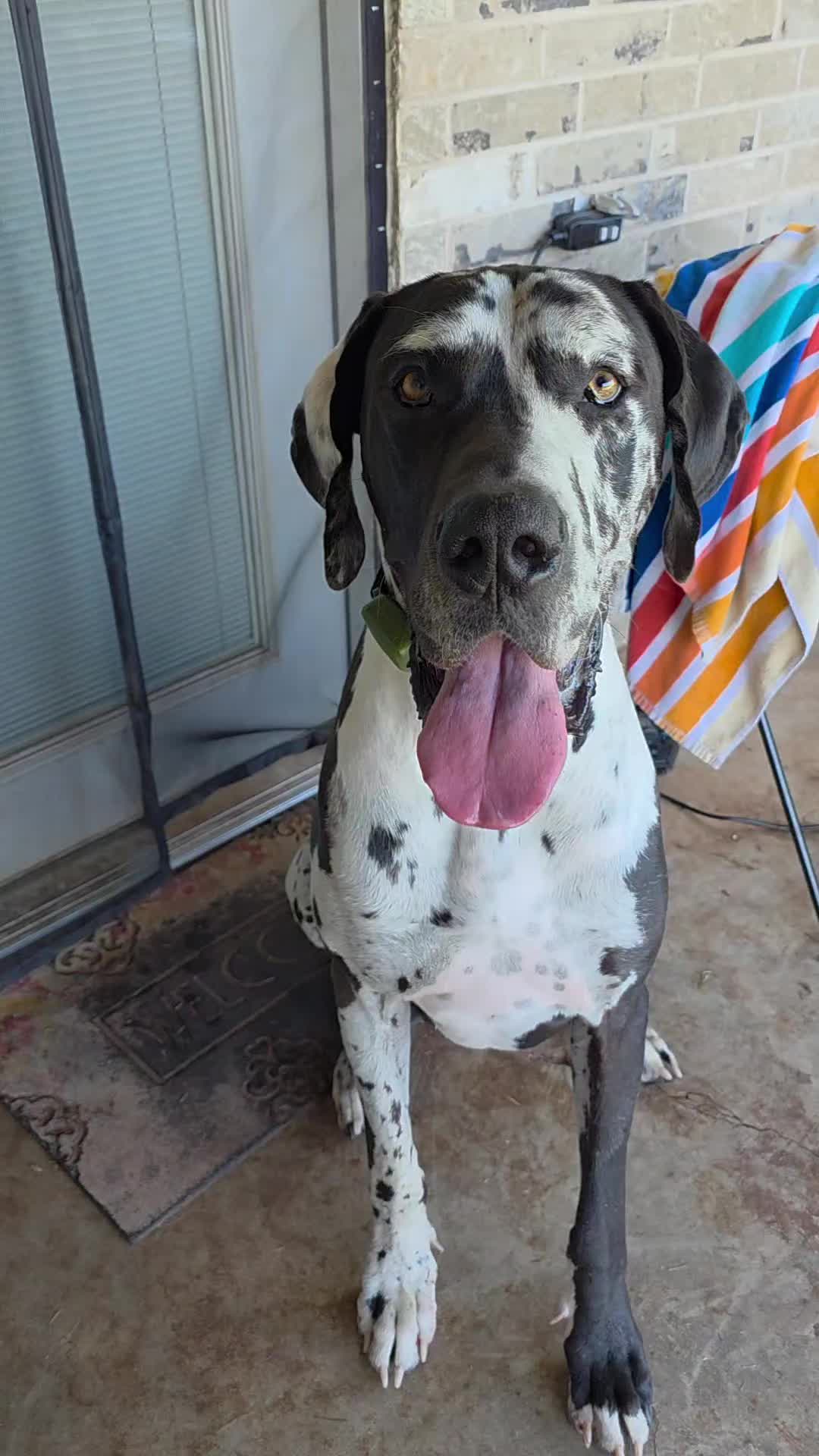 TikTok post by @just_another_otr_guy for Jugbow. Caption reads: [...] #summervibes☀️ #greatdane #pet @Jugbow US.