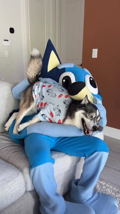 Instagram post by @imbluethesiberian for Bluey. Caption reads: To our tantrum throwing king, Blue, happy 7th....