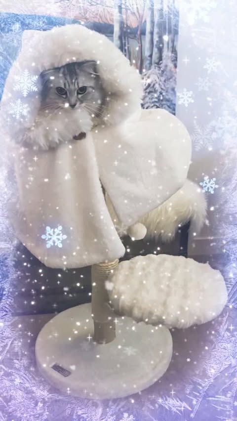 Instagram post by @artemiswuffovna for Scruffs. Caption reads: Siberian princess kitten ❄️👑🩷🐈🐾
Ancient forest....