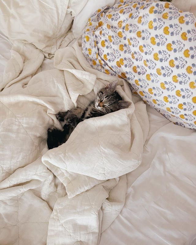 Instagram post by @byjuliesharp for Tuftandpaw. Caption reads: Two weeks with ZouZou💝

Hobbies include:
Chasing....