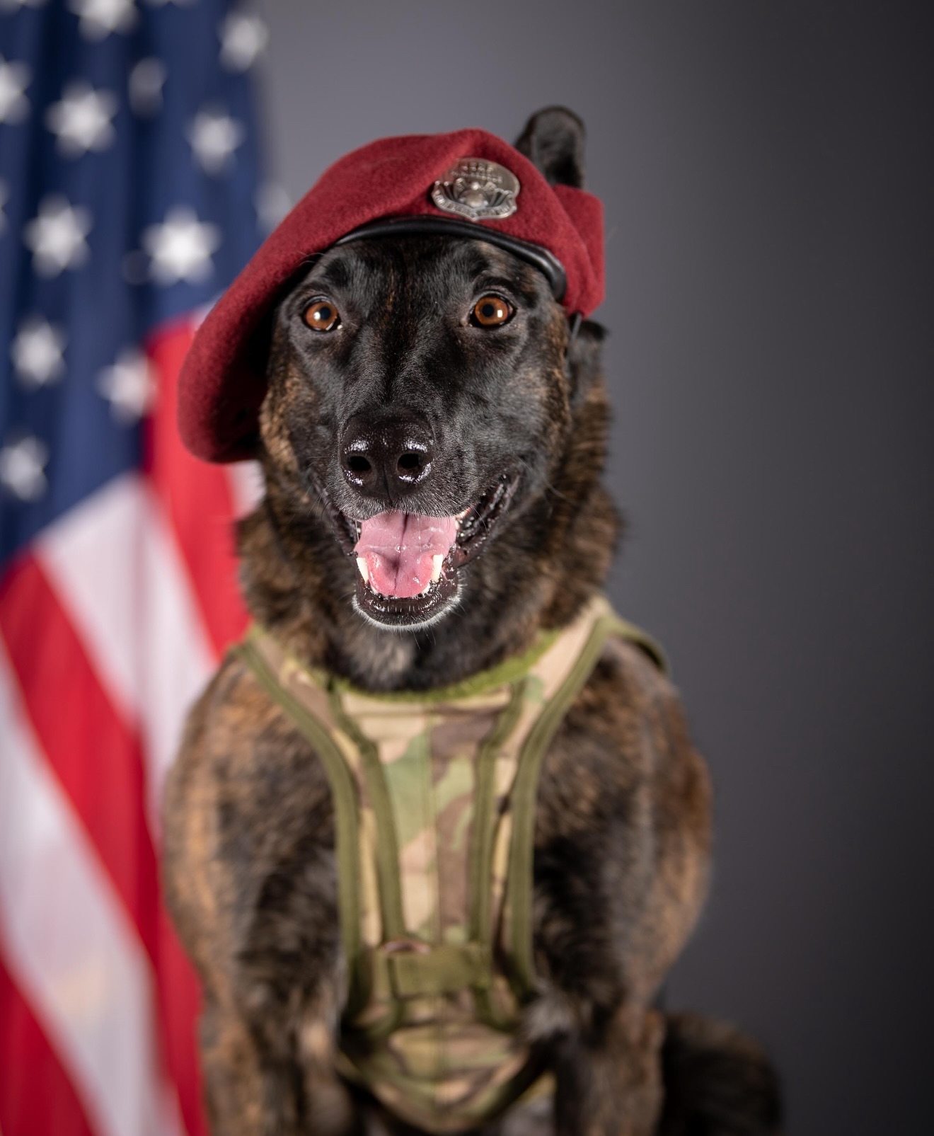 Instagram post by @sar_pup for Petsafe. Caption reads: Please welcome K-9 Callie to the Project K-9 Hero....