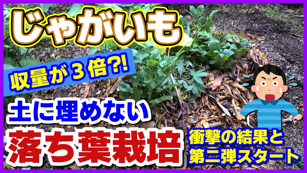 YouTube post by @nyahaha-kateisaien for OtoLogic. Caption reads: [Potato Fallen-Leaf Cultivation] No burying seed....