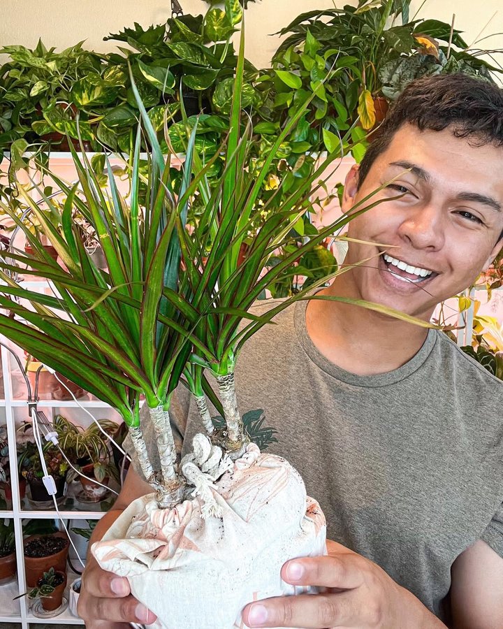 Instagram post by @theplantfever for Lively Root. Caption reads: [...] 🥰✨🪴 thank you so much #livelyroot for....