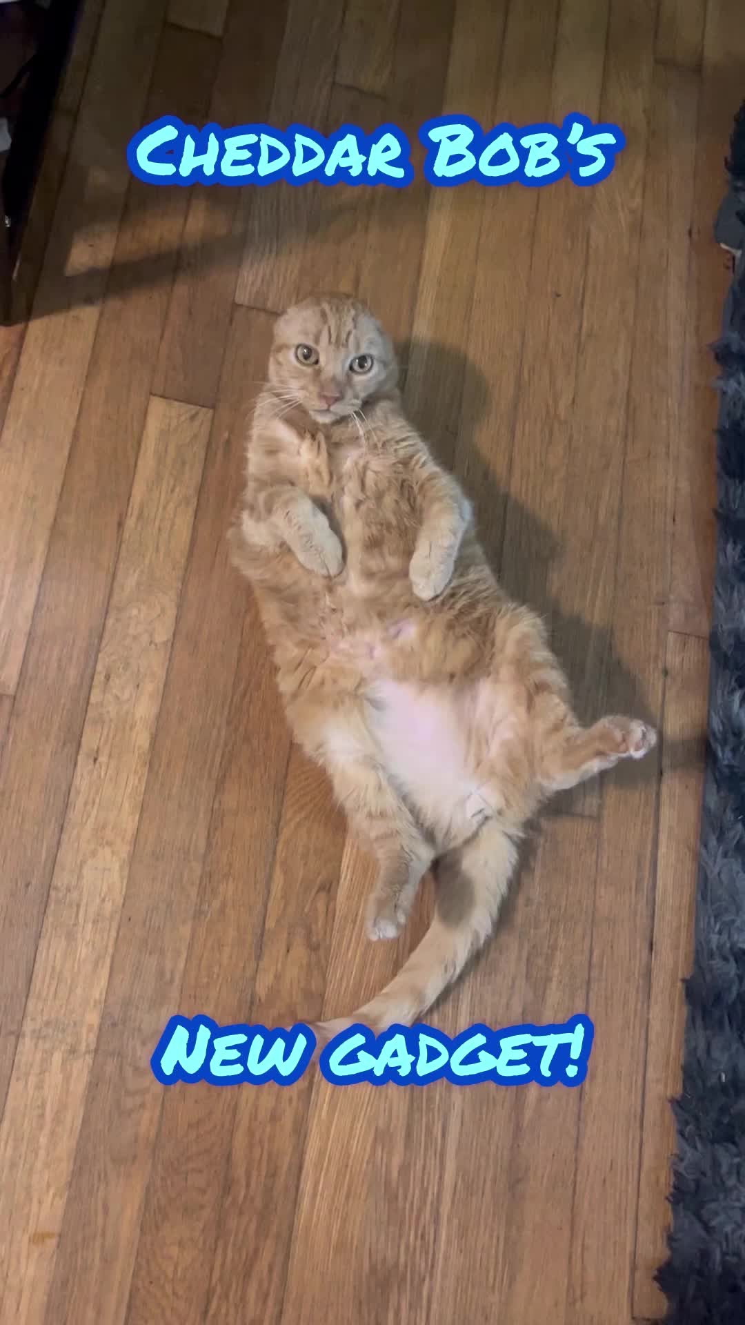 TikTok post by @cheddarbobcat for Uahpet. Caption reads: Uahpet.online/SSPRO-CB make sure to enter [...].