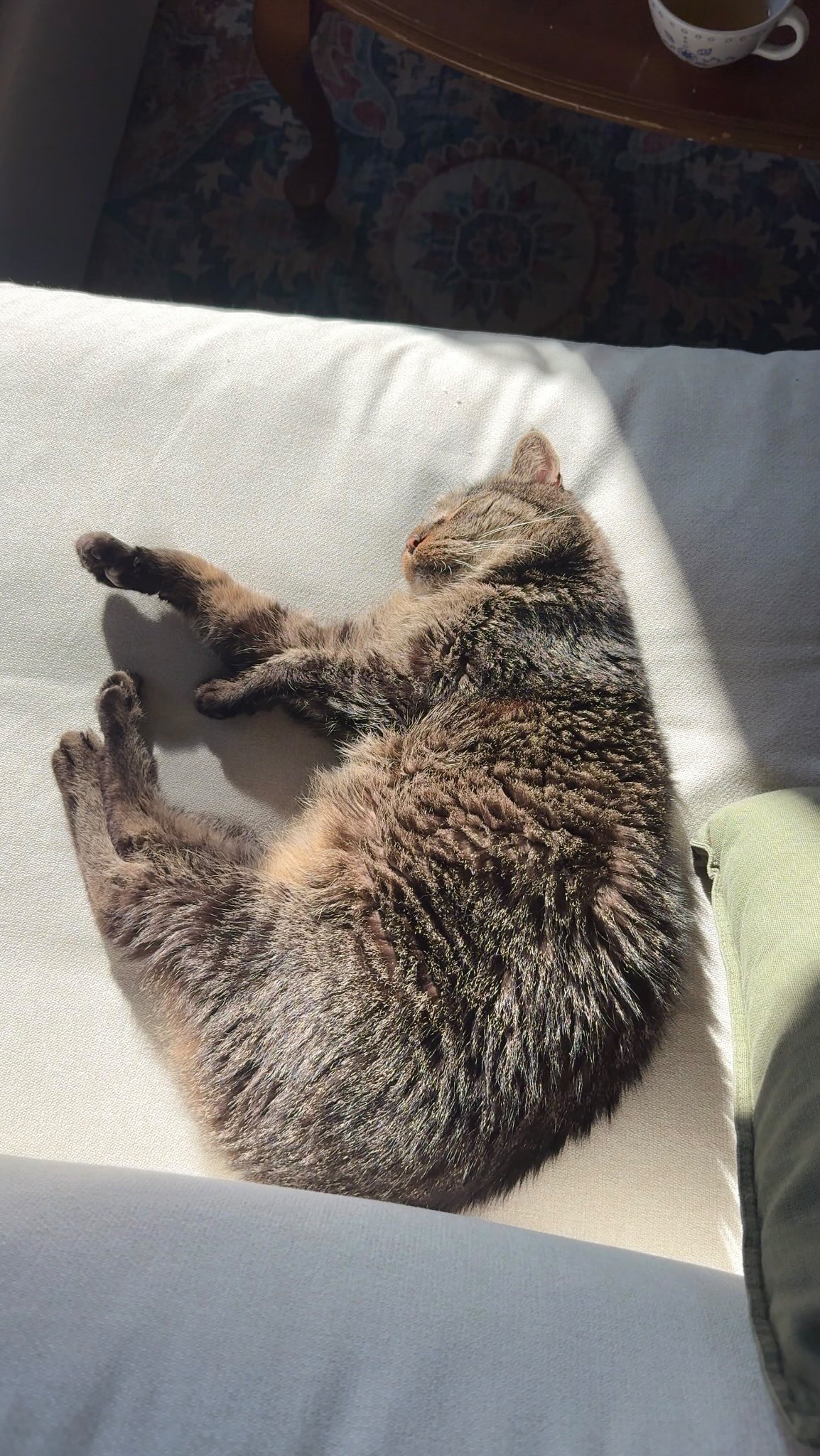 Instagram post by @laurenemilyjuarez for Wellness Pet Food. Caption reads: #ad | Bilbo’s getting older, but his meals have....