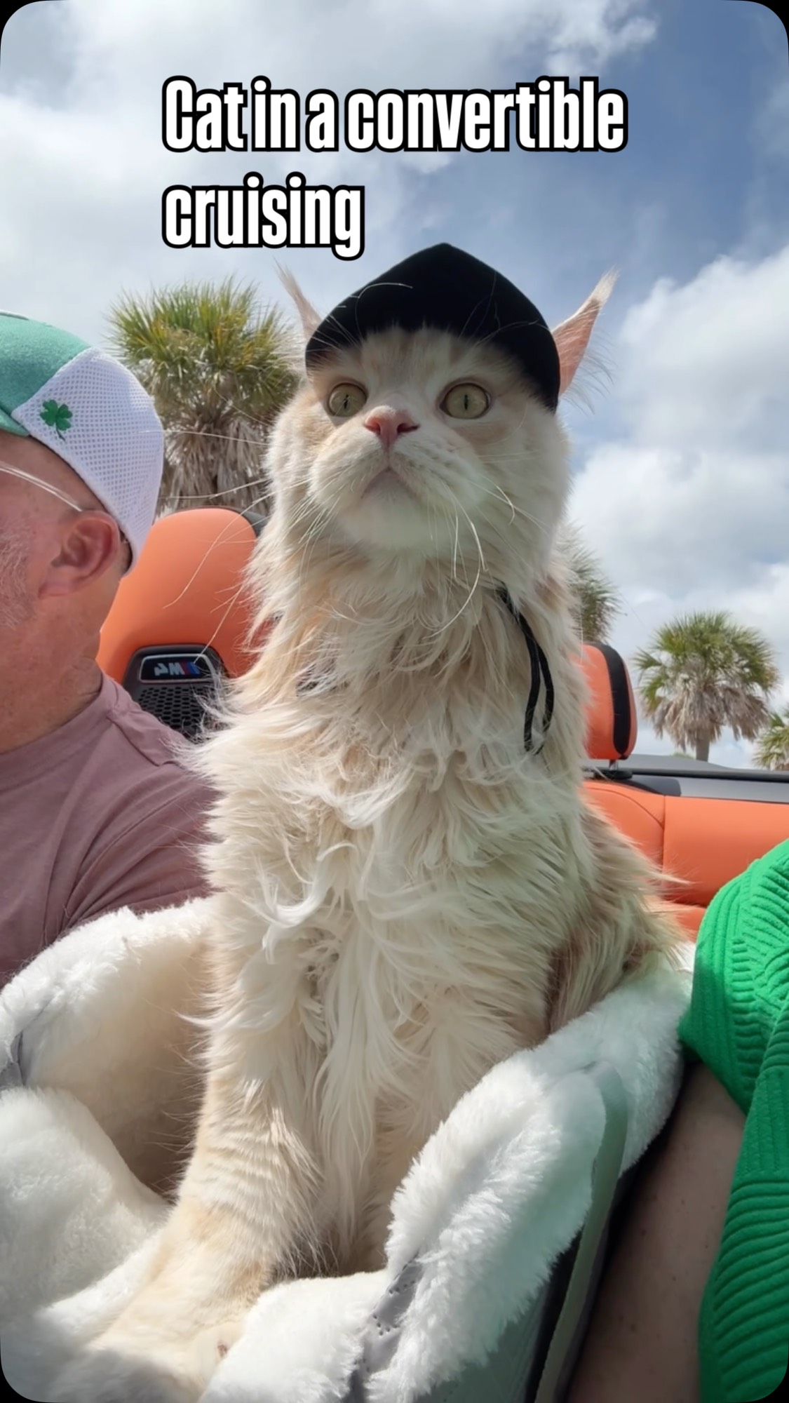Instagram post by @rocco_and_the_kitty_cats for Petsfit. Caption reads: Crusing with your cat! Yes please. Took a ride out....