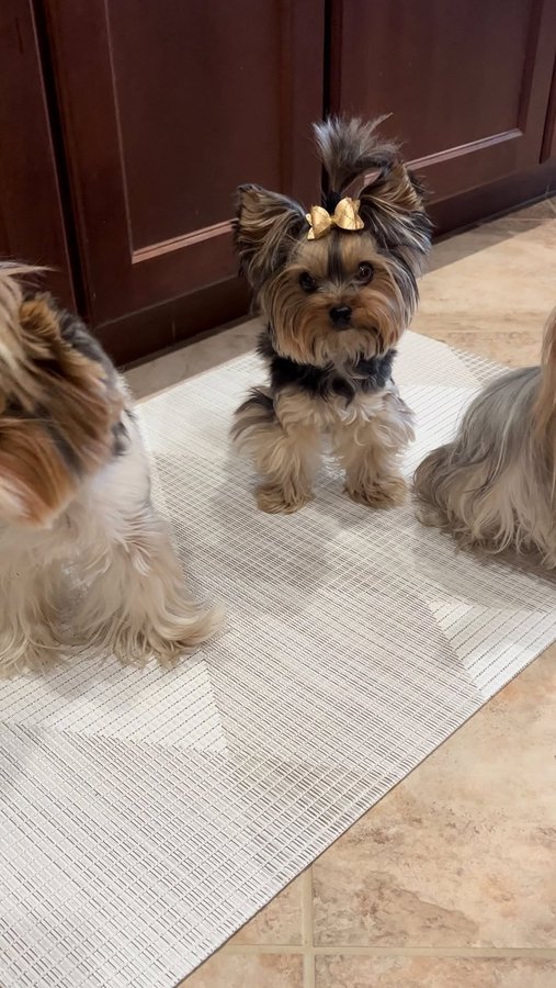 Instagram post by @sammie.n.maddie for Chilewich. Caption reads: We love our new floor mat in the kitchen! It’s our....