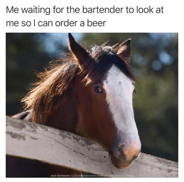 Instagram post by @animalsdoingthings for Budweiser. Caption reads: One ice cold Bud please @budweiserusa #ad.