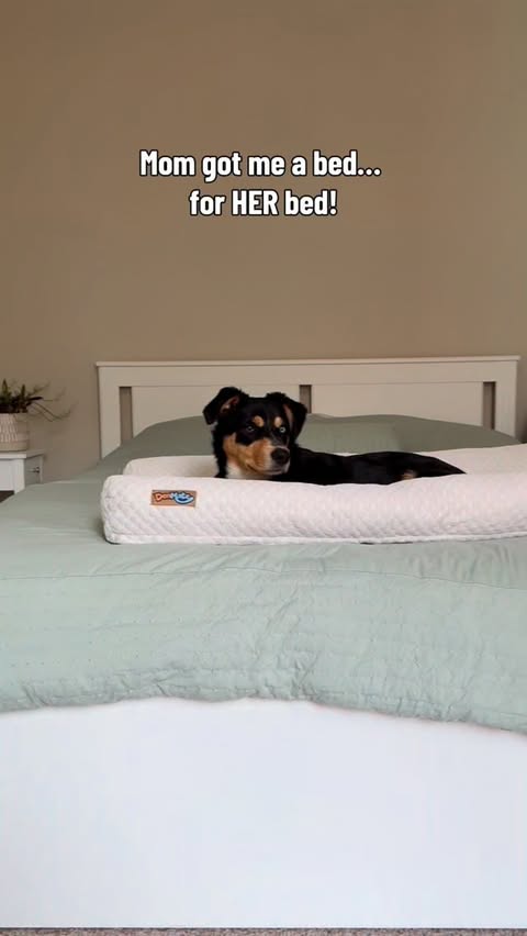 Instagram post by @zayla_lee_ for Pupfluence. Caption reads: [...] mostly my bed 😌 @denmateofficial....