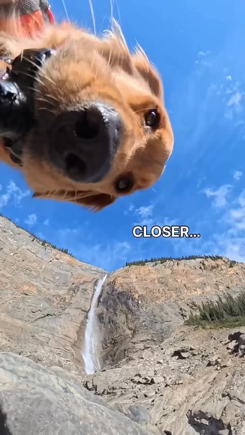 Instagram post by @willys360world for ORIJEN Petfoods. Caption reads: Willy's Trip To Alberta is LIVE on YouTube! 

From....