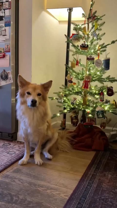Instagram post by @simonsits for Furbo Pet Camera. Caption reads: [...] a pet owner in your life! @furbopetcamera 🎁....