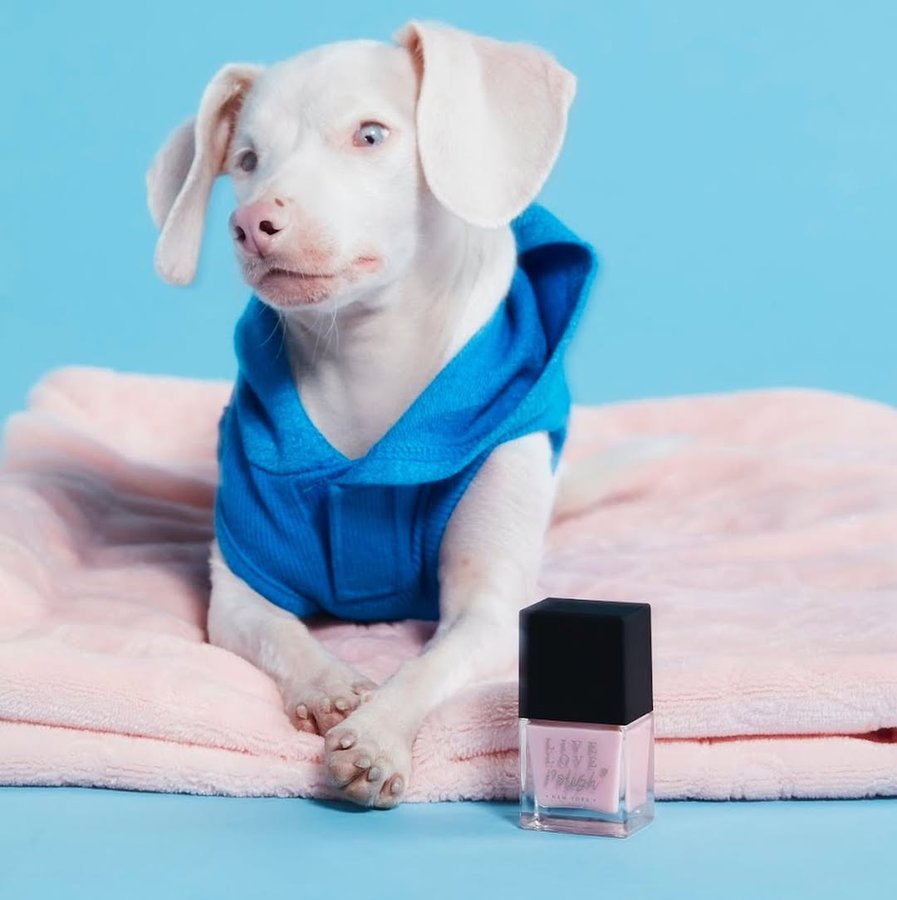 Instagram post by @pinkpigletpuppy for The Dog Agency. Caption reads: Live Love Polish and The Vanderpump Dog Foundation....