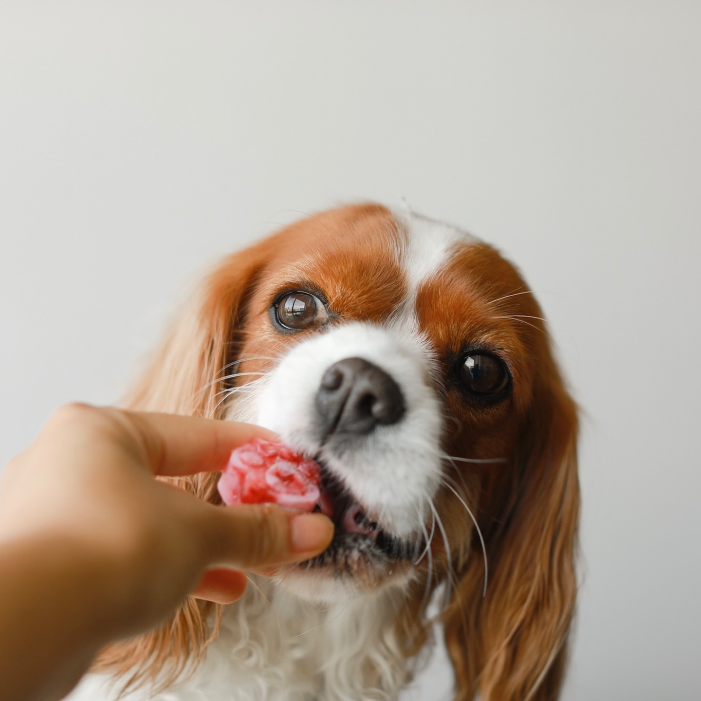 Instagram post by @herkythecavalier for BIG COUNTRY RAW. Caption reads: Want a healthy Valentine’s Day themed treat for....
