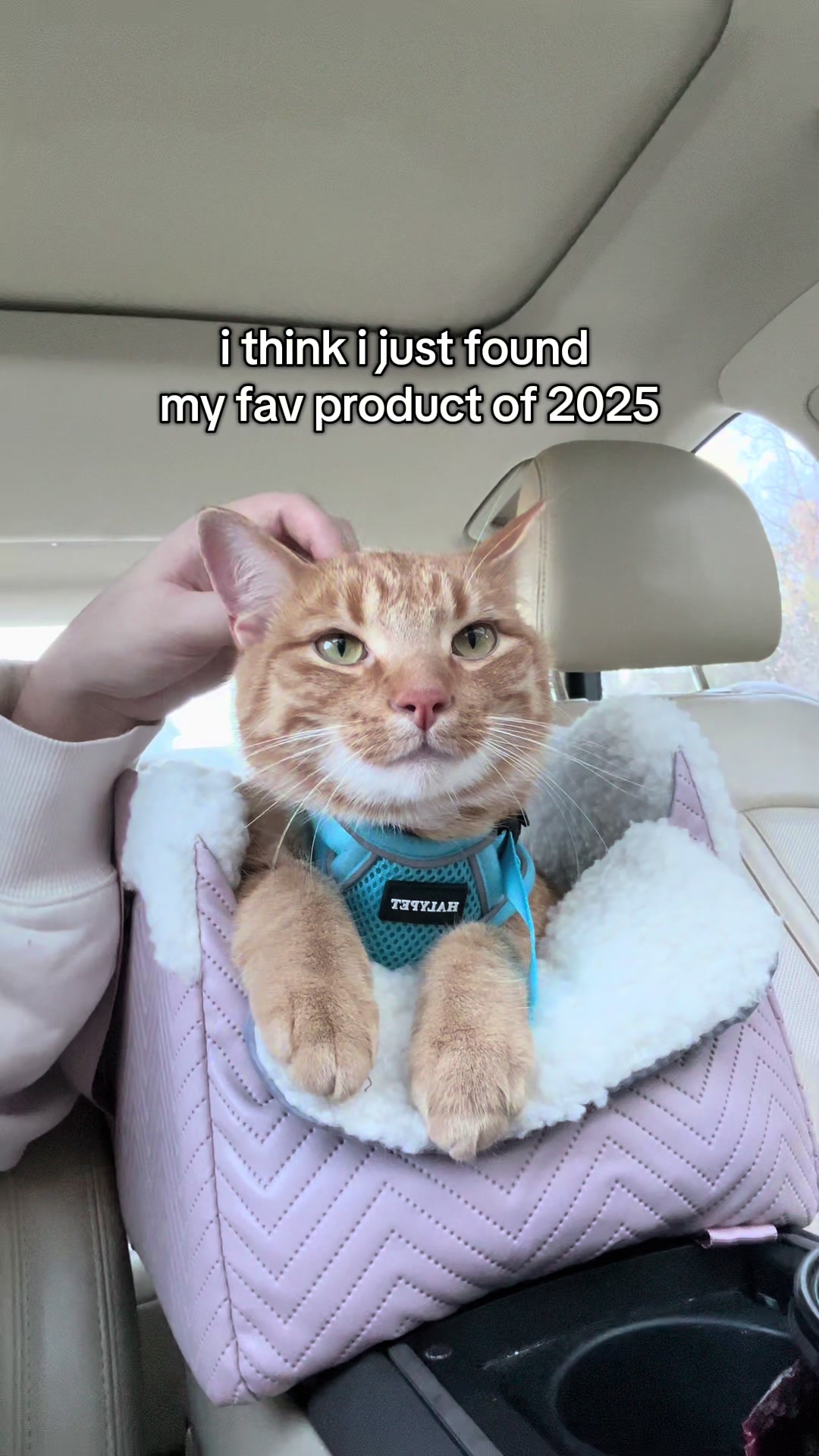 TikTok post by @mangoemibear for Petsfit. Caption reads: [...] much i want to take him out every day🥹....