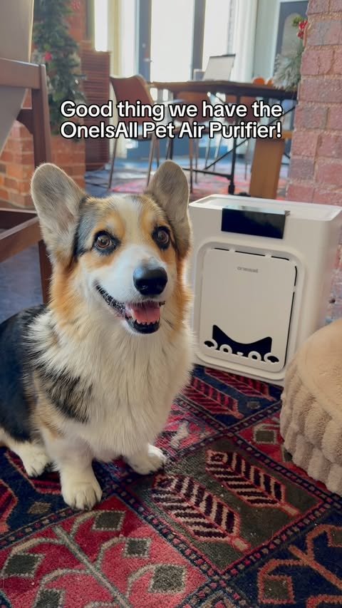 Instagram post by @bradythecorgi for Oneisall. Caption reads: [...] dander, and yes…stinky farts. The Oneisall....