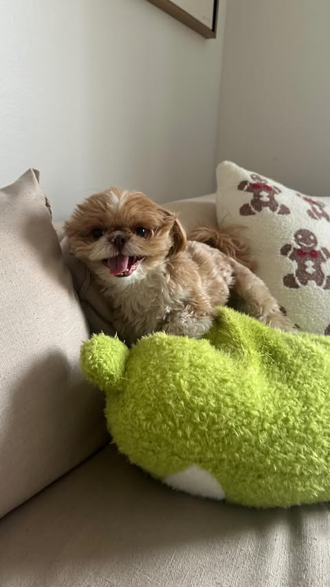 Instagram post by @enzoistheshiht for Petco. Caption reads: [...] a Christmas surprise from our friends at....