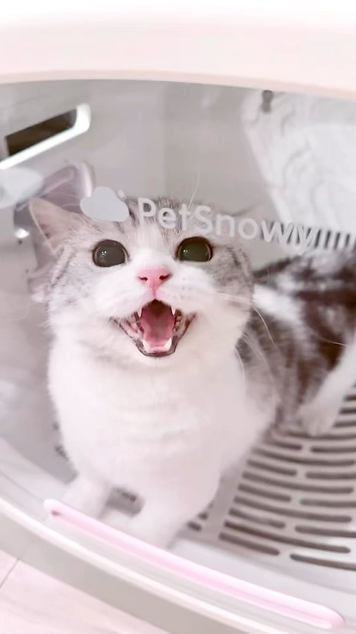 Instagram post by @_____l_u_c_a_____ for PetSnowy. Caption reads: [...] �𓏸

⟢
1年中いつでも
快適なスパ体験ができちゃう

@petsnowy_jp....