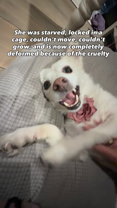 Instagram post by @amira.amiracle for WeRateDogs. Caption reads: We’ve had a couple of scary days with our sweet....