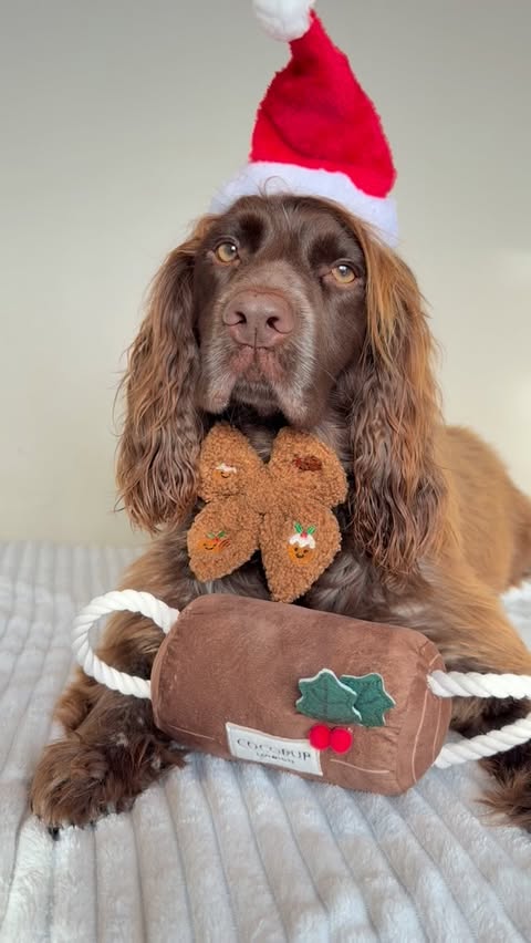 Instagram post by @obi1_the_jedi__sprocker_pup for Cocopup London. Caption reads: Are you ready for…..

Christmas ? 

If not don’t....