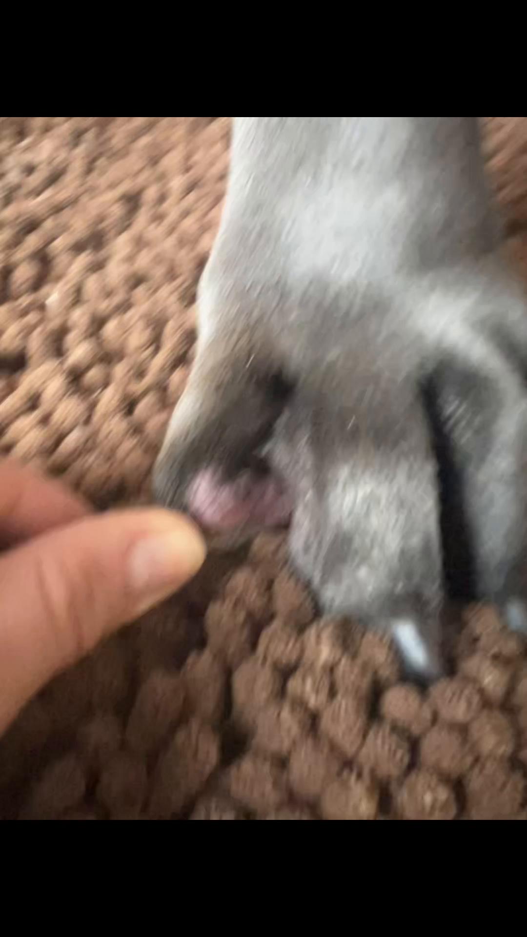 TikTok post by @brittanyandjax for Dog is Human. Caption reads: [...] full review. Subscribe and Save with Dog is....