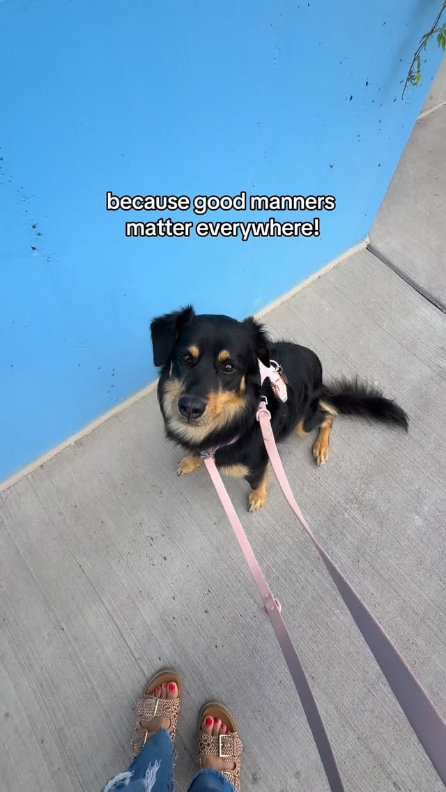 Instagram post by @zayla_lee_ for Pupford. Caption reads: [...] everywhere, not just at home 🐶✨

With....