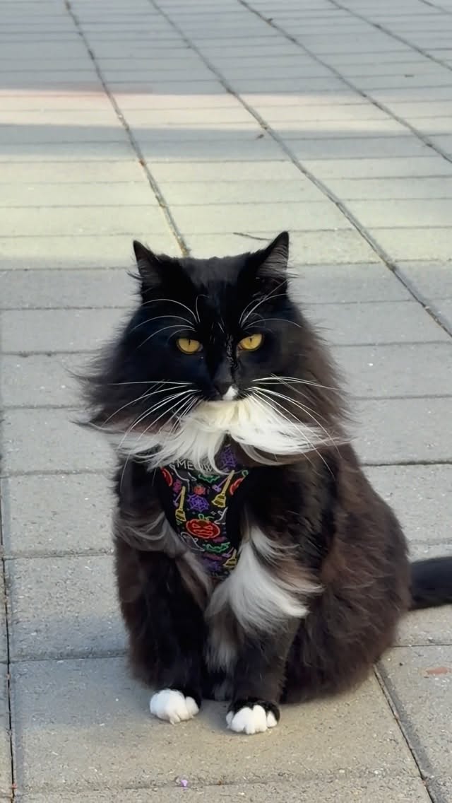 Instagram post by @fettyy_official_ for Sassy Woof. Caption reads: [...] spooky strolls 🕸️🐈‍⬛ Get yours at....