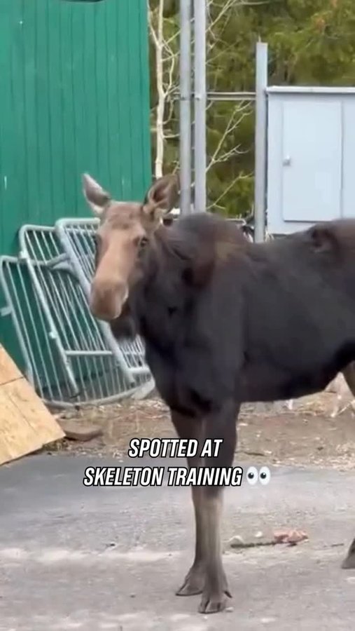 Instagram post by @ibsfsliding for Olympics. Caption reads: Olympic sliding sports attract all sorts of fans.....