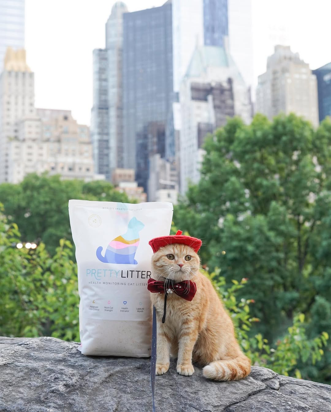 Instagram post by @spongecake_thescottishfold for Prettylitter. Caption reads: Thank you @prettylitter for sending us the world's....