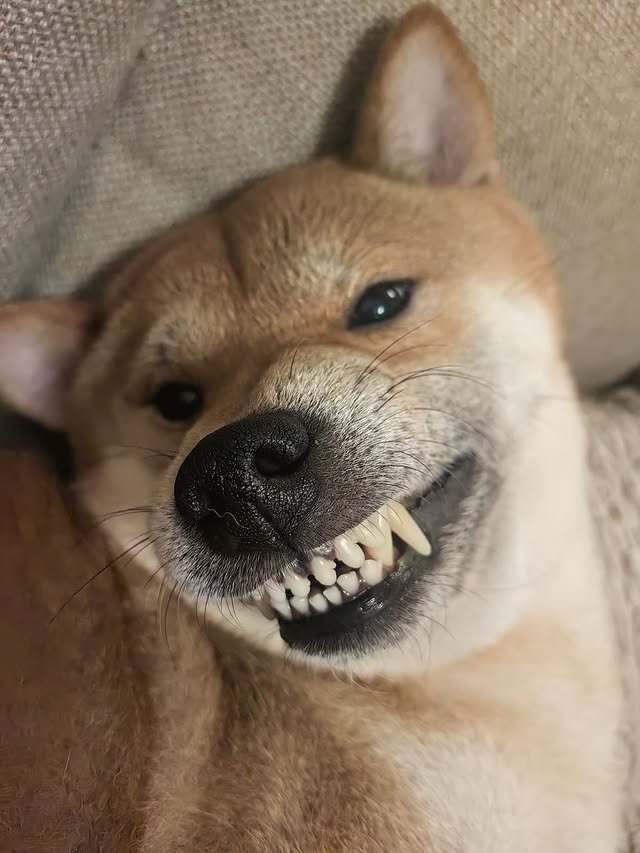 Instagram post by @zenjafokin for Lidl Eesti. Caption reads: [...] 🎄

alati väärt valik, ikka @lidleesti....