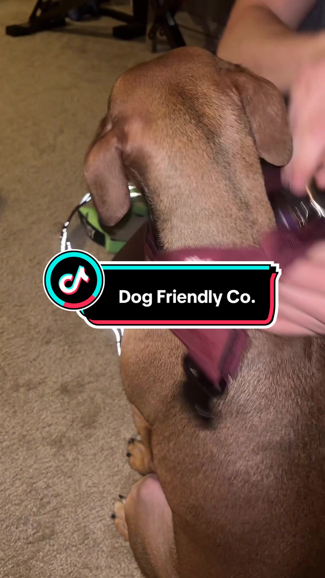 TikTok post by @soul_aligned_ for Dog Friendly Co. Caption reads: Sale 🚨 🔔 ‼️ @dogfriendlyco....