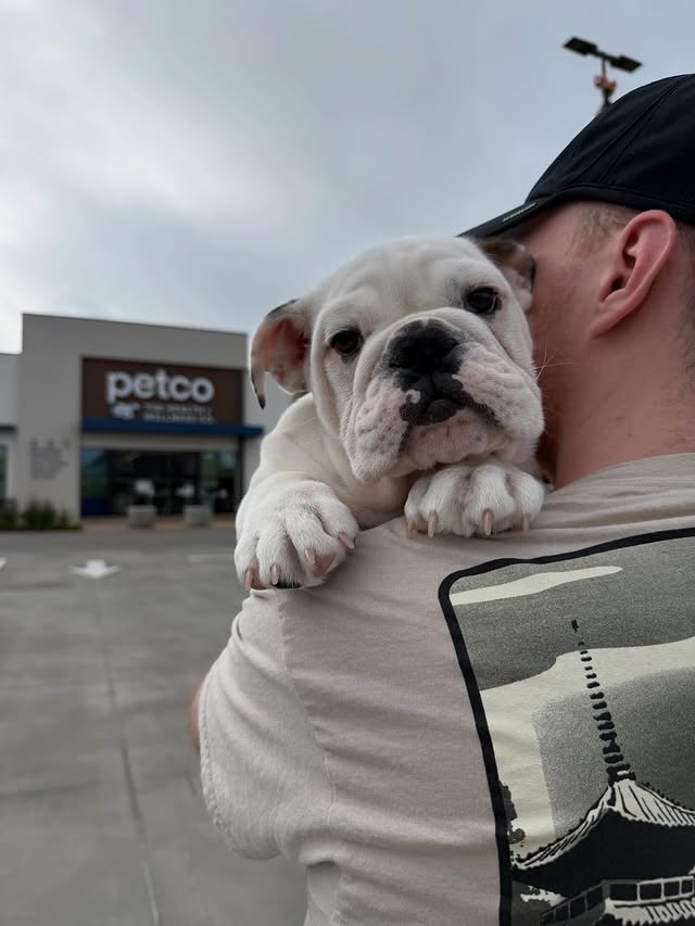 Instagram post by @bentleyandfinnn for Petco. Caption reads: @petco trip w/ little one so he can get used to....