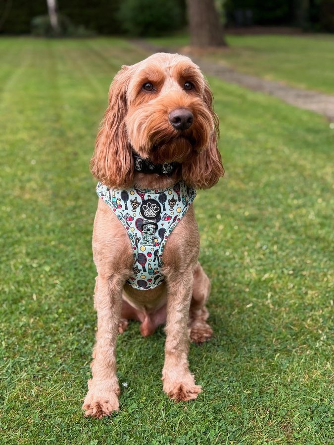 Instagram post by @iamwoodythecockapoo for Hello Beenie. Caption reads: [...] and I am ready!!

Wearing “Wimbledog”....