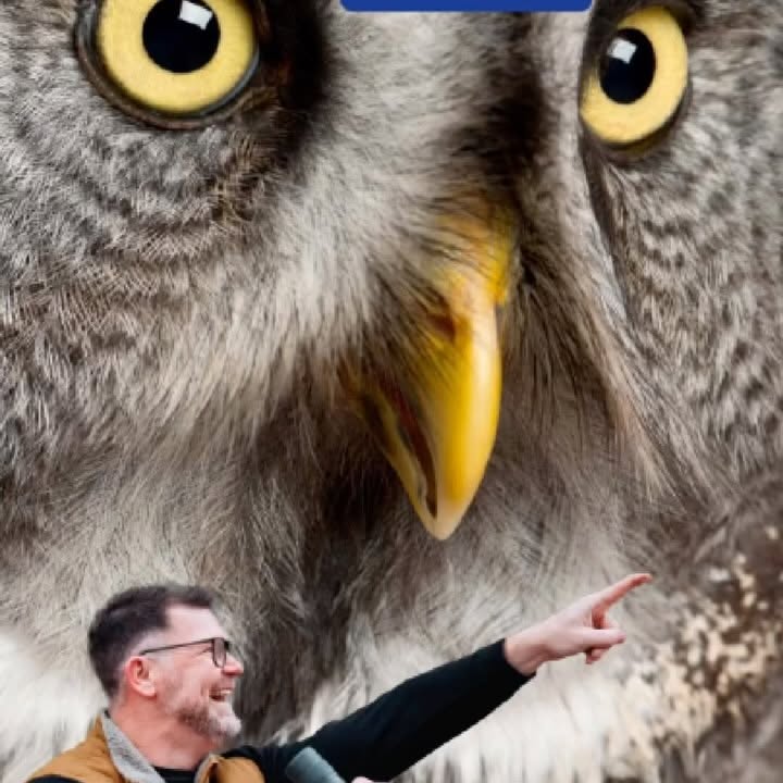 Instagram post by @birding_with_rick for Ollin. Caption reads: [...] Gray Owl! To get a discount on your own....